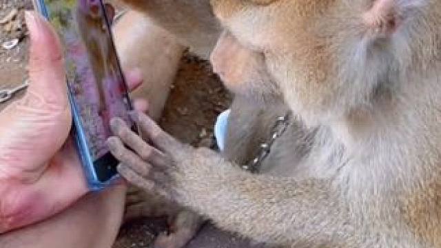 打工猴不摘椰子的时候玩手机刷视频 #国外视频分享 #猴子成精 #打工