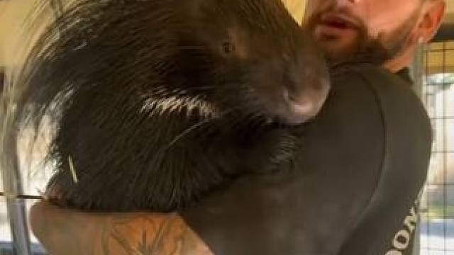 养一只宠物豪猪吧 #国外视频分享 #奇妙的动物 #豪猪