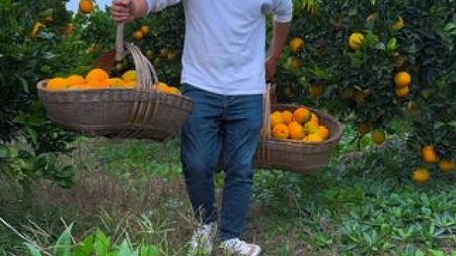 猪八戒卖橙子，橙子9甜1酸 #农村美食 #人间烟火 #橙子 #新鲜采摘 #摘橘子的季节