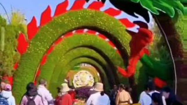 把好看的花分享给大家 ：这里是河南开封苐42届菊花展，不来欣赏一次真的会后悔一辈子，简直是太美了，犹