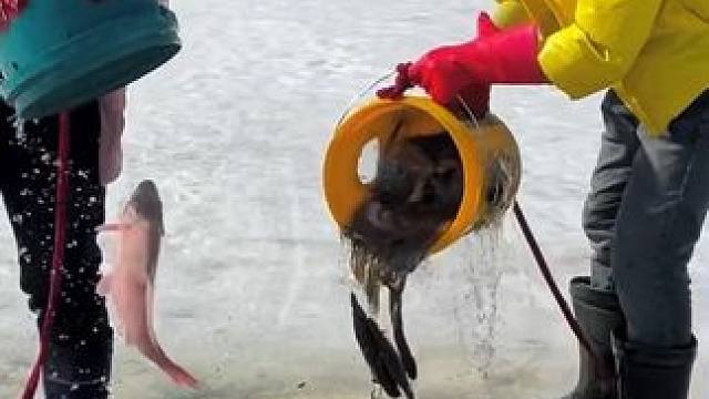 #户外捕鱼 #好多鱼