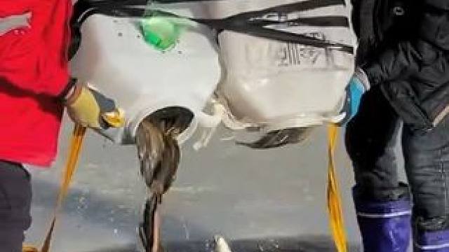 #户外捕鱼 #好多鱼