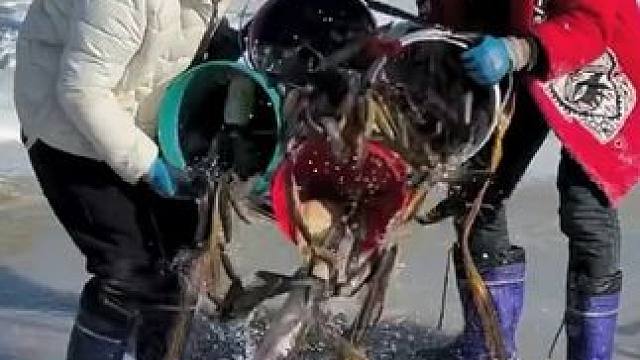 #户外捕鱼 #好多鱼