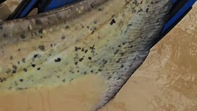 #这鱼哪个钓友看了不羡慕 #每个钓鱼人都有个百斤巨物梦