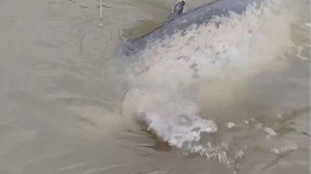 每个钓鱼人都有个百斤巨物梦~