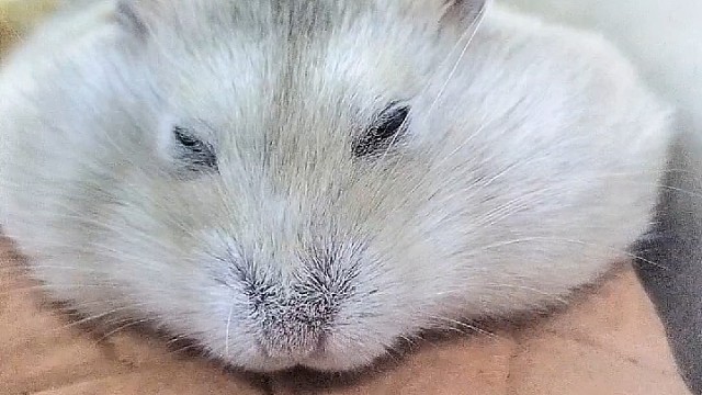 鼠鼠居然被噩梦惊到了！