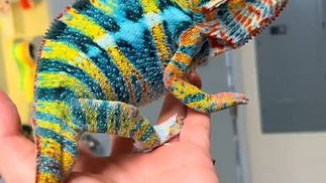 宠物变色龙 #国外视频分享 #奇妙的动物 #宠物