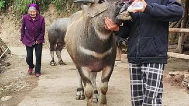 牛仔很喜欢喝我给它熬的大米汤#记录我的乡村生活 #田园生活 #放牛的生活