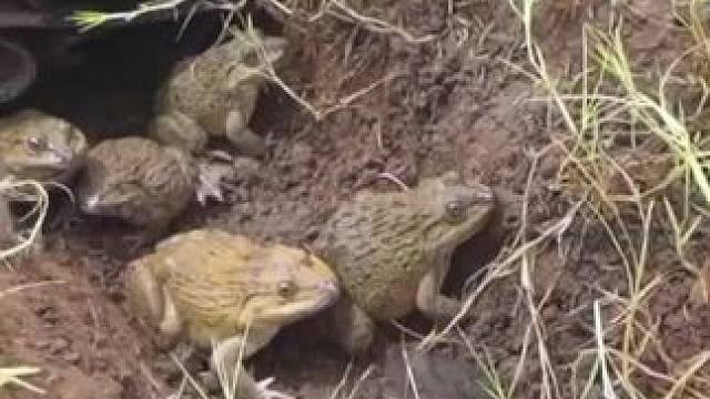 东南亚原始美味 #清蒸田鸡#农村美食 #农村生活 #地方特色美食 #东南亚美食