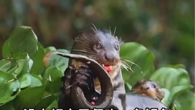 舌尖上的亚马逊，亚马逊巨獭！ #纪录片 #动物科普 #舌尖上的亚马逊
