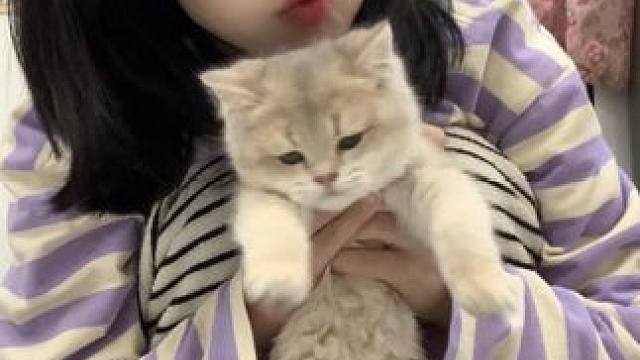 开心的周二#日常vlog #铲屎官的乐趣 #吸猫 #萌宠vlog #下班后的日常