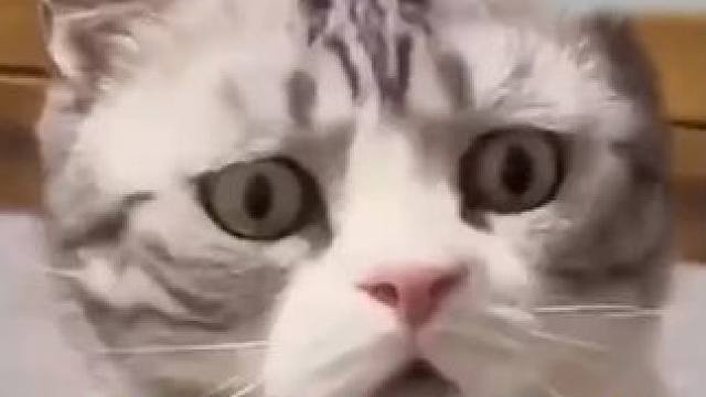 “杨子大哥直播说杨子黄圣依是演员，大家相信了说明演得好，说完就继续卖酒了。” #杨子 #黄圣依 #杨