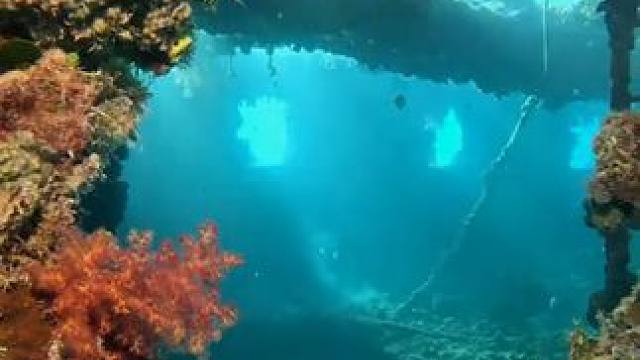 海底沉船成了海洋生物的家 #国外视频分享 #海洋生物 #潜水