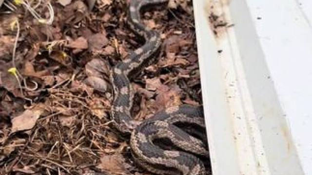 玩过这种开盲盒吗 #国外视频分享 #野生动物零距离 #专业操作请勿模