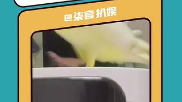 超级有节奏感的小鸟#鹦鹉