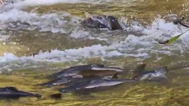 #这鱼哪个钓友看了不羡慕 #野钓惊喜无处不在 #爱生活爱钓鱼