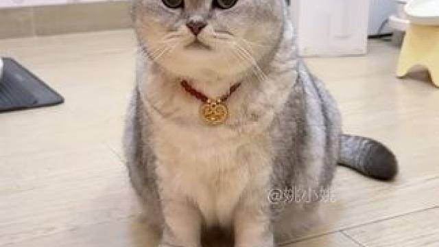 吃饱了去干什么好呢 #记录猫咪日常