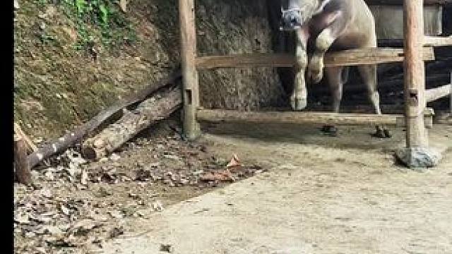 今天带大牛割草回家，牛仔看到我们回来开心的跳出来接我们#记录我的乡村生活 #放牛的生活 #田园生活