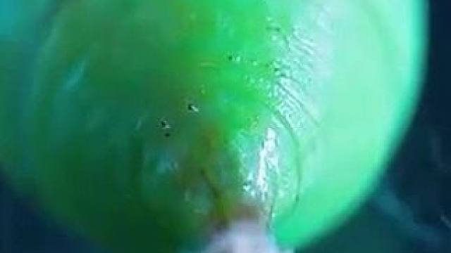 #英语趣配音#翅膀上的结构色是如何形成的