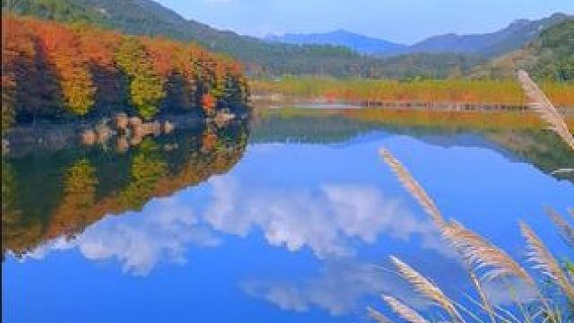 临海小芝红杉林——初冬里己是一片红，美不胜收！