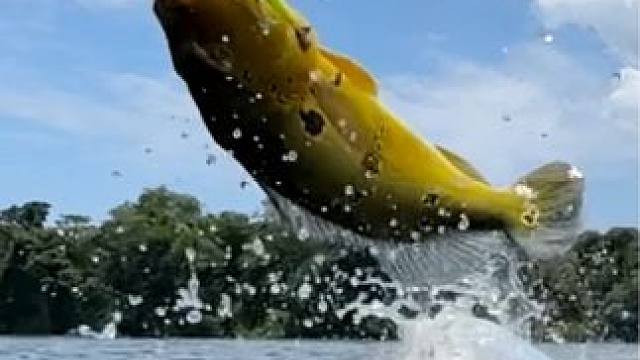 #这鱼哪个钓友看了不羡慕 #秋高气爽正是钓鱼好时节 #钓鱼的乐趣只有钓鱼