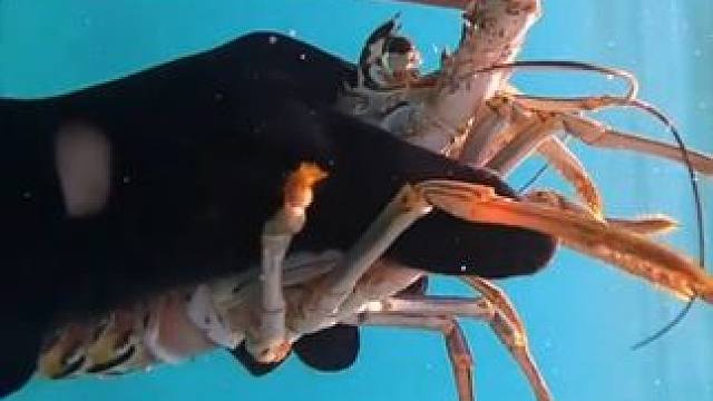 实现龙虾自由 #国外视频分享 #海洋生物 #潜水