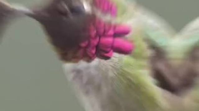 厉害了，会变脸的鸟