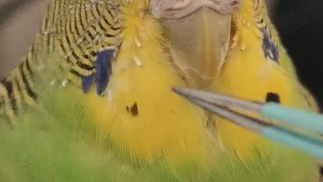 给鹦鹉拔毛 #鹦鹉 #动物的迷惑行为