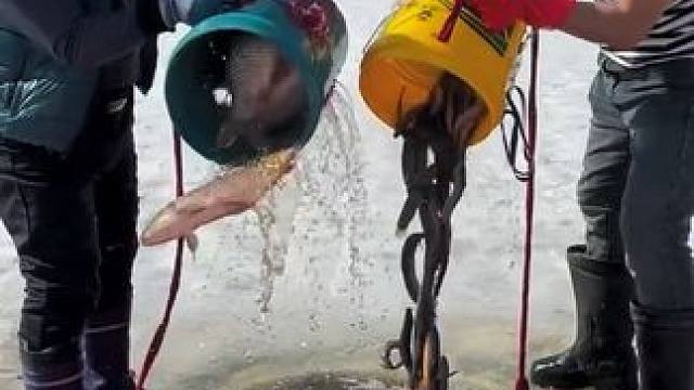 #户外捕鱼 #好多鱼