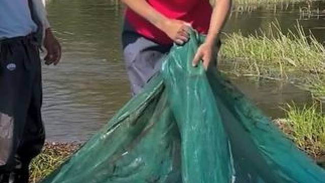 #户外捕鱼 #好多鱼