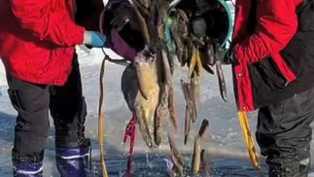 #户外捕鱼 #好多鱼