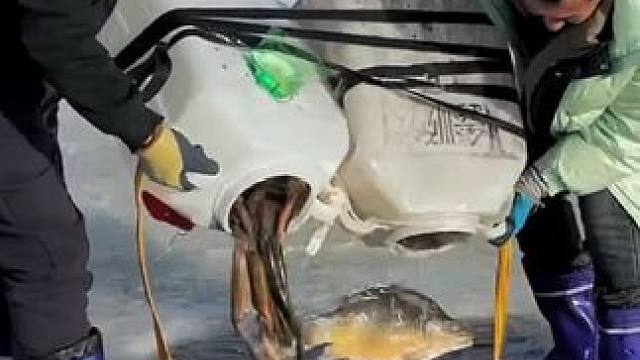 #户外捕鱼 #好多鱼