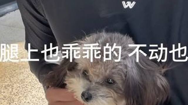 大学生第一次养修勾养狗初体验 太可爱了取什么名字好呢 #vlog日常 #大学生 #狗狗