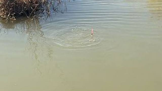 这个是什么鱼来了？#钓鱼的乐趣只有钓鱼人懂 #钓鱼人就是这么疯狂