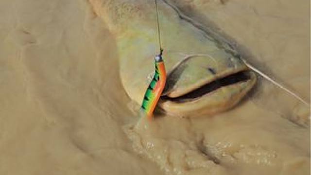 #这鱼哪个钓友看了不羡慕 #每个钓鱼人都有个百斤巨物梦