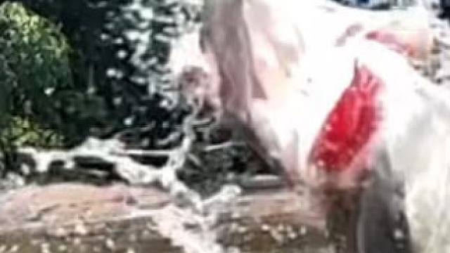 这鱼哪个钓友看了不羡慕~