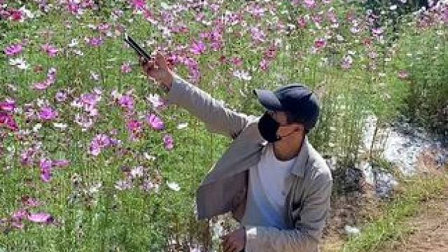 格桑花试试这样拍太美了#手机摄影 #拍摄技巧 #格桑花 #治愈系风景