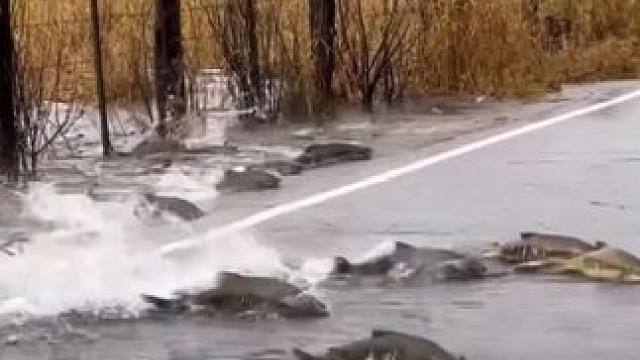 这鱼哪个钓友看了不羡慕~