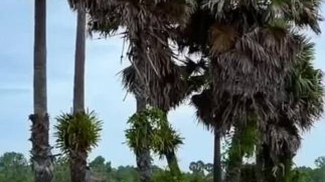 羊杂赤身 #原始美味 #原始部落生活 #原生态乡村生活 #我的乡野山居生活 #舌尖上的美食