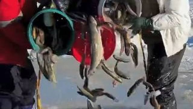 #户外捕鱼 #好多鱼