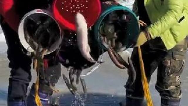 #户外捕鱼 #好多鱼