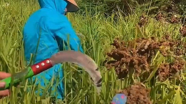 认识这个吗？你们那里叫它什么