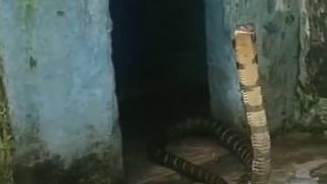 #国外视频分享 #野生动物零距离 #专业操作请勿模仿