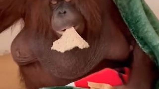 红毛大猩猩吃面包 #国外视频分享 #奇妙的动物 #宠物