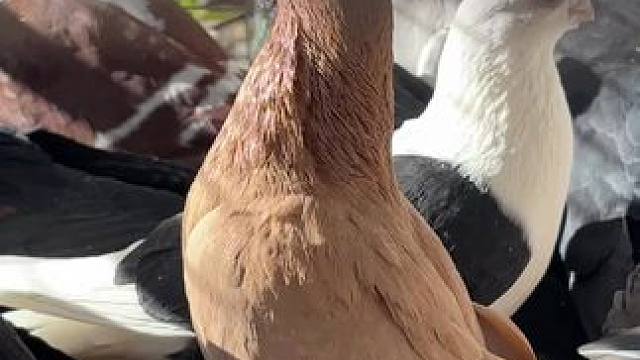 #请一定要开心鸭 #傻鸽子 因为你有双下巴，所以遇到任何困难，都不能低头