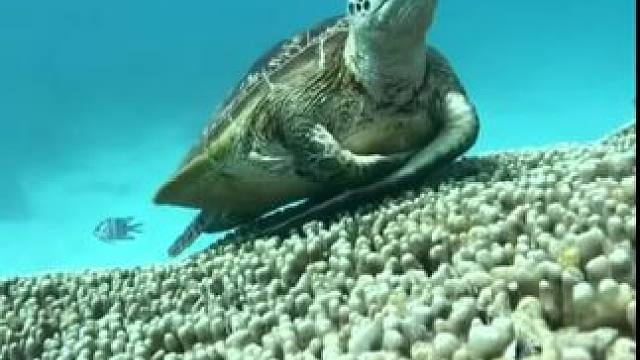 #海洋生物 #潜水女孩 #泰国涛岛 #CrystalDive