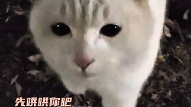 咪是不会让女人独自哭泣的！#猫猫 #治愈 #可爱