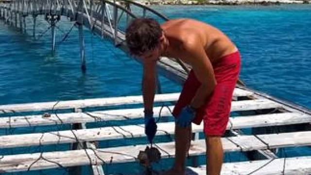 采集海水珍珠 #国外视频分享 #海洋生物 #海水珍珠