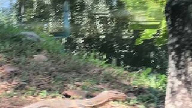 吞武里大学巨宠，大蜥蜴#野生动物零距离 #动物世界