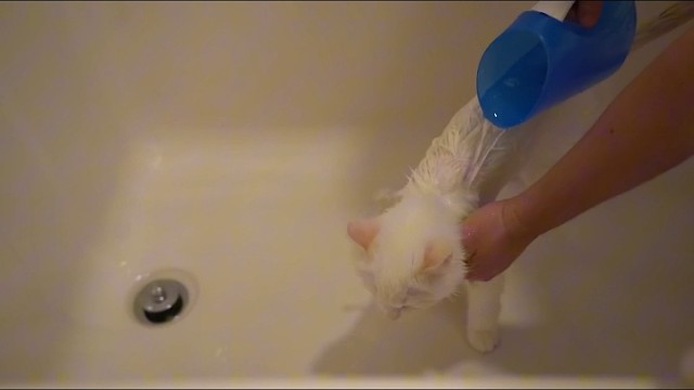 ##宠物洗护#宠物沐浴露#宠物洗护定制工厂#宠物洗护定制